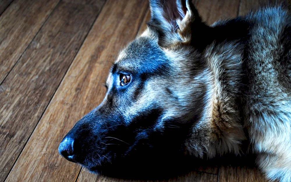 Northern Shepherd Dog