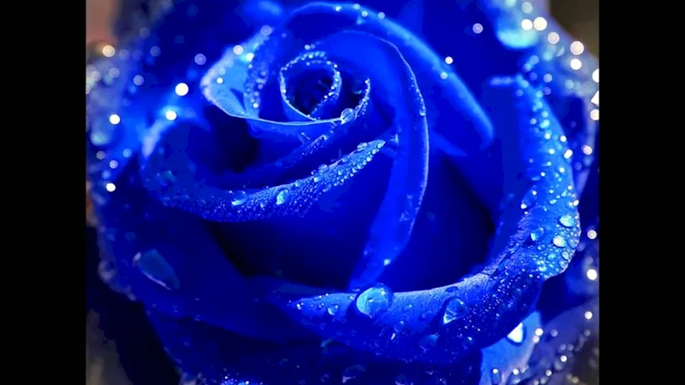 Blue Perinea rose