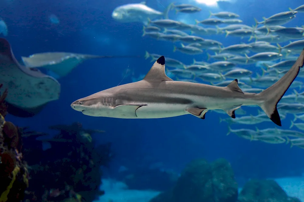 Blue reef shark