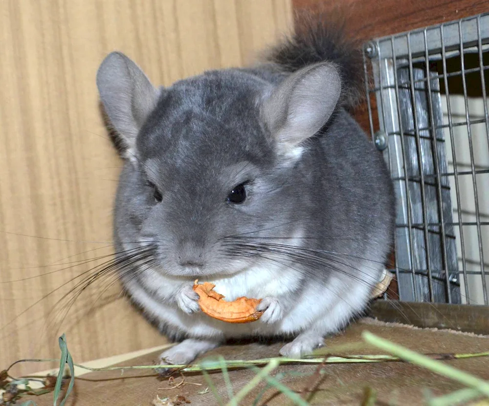 Blue Chinchilla