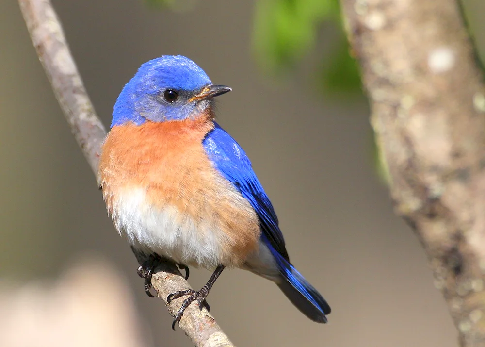 Blue bush jay