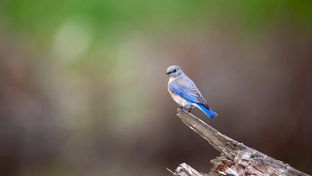 Blue Sialia blue finch