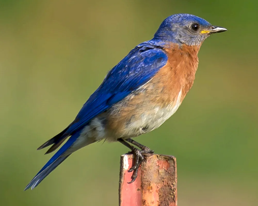 Blue Jay Sialia blue finch