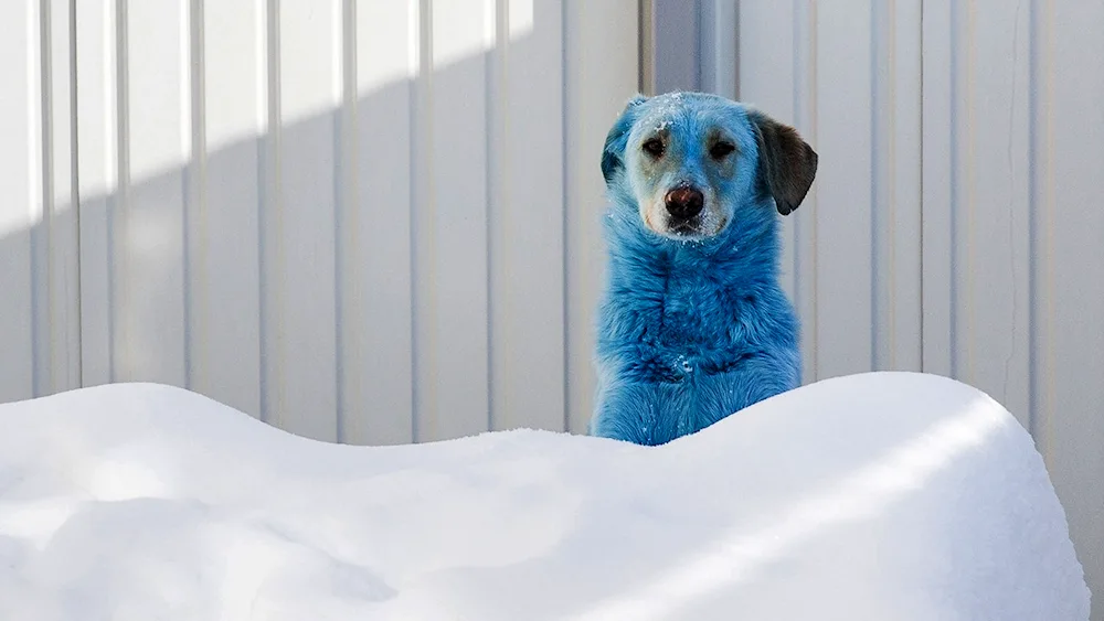 Blue dog