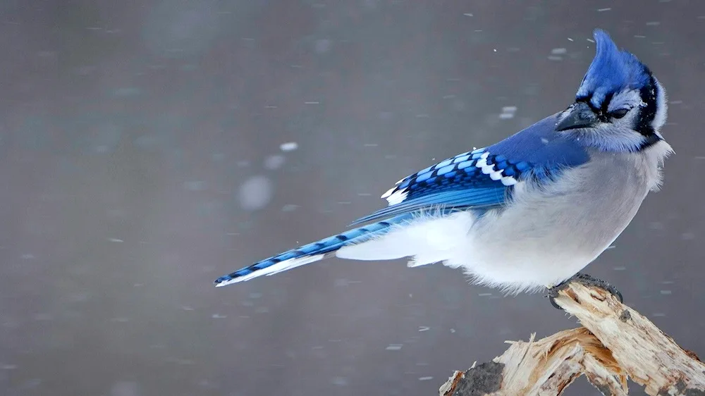 Crimean jay