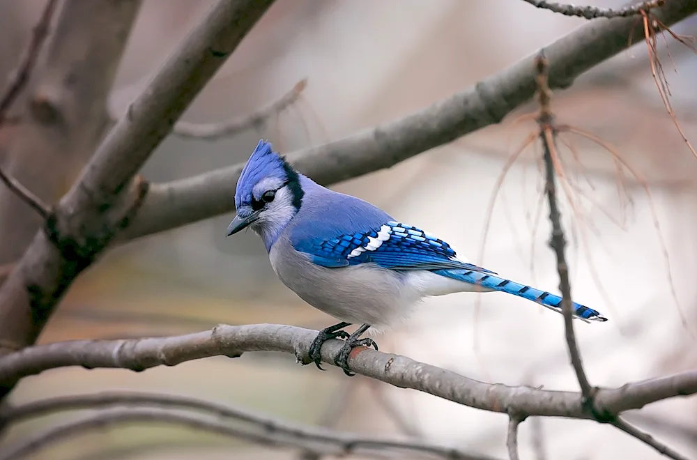 Crested jay