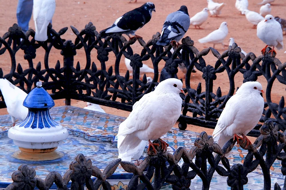 Columba pigeon