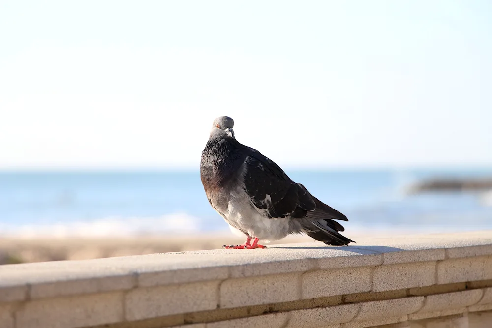 Anatolian Gull