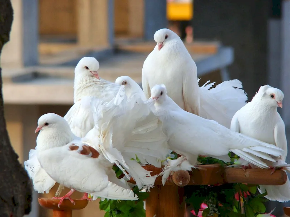 Pigeons on the roof