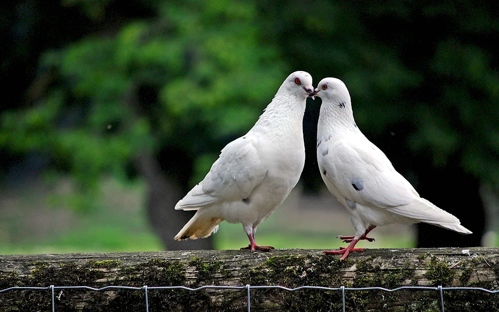 Pigeons Anatolian Gull