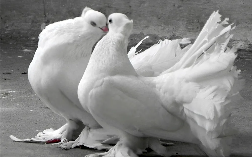 Beautiful pigeons