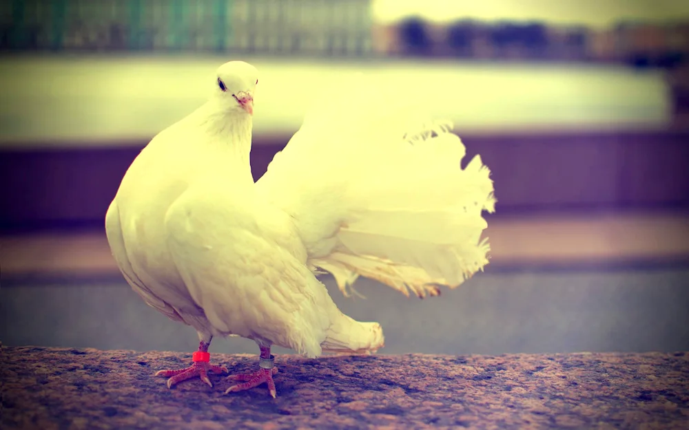 Anatolian Gull pigeons