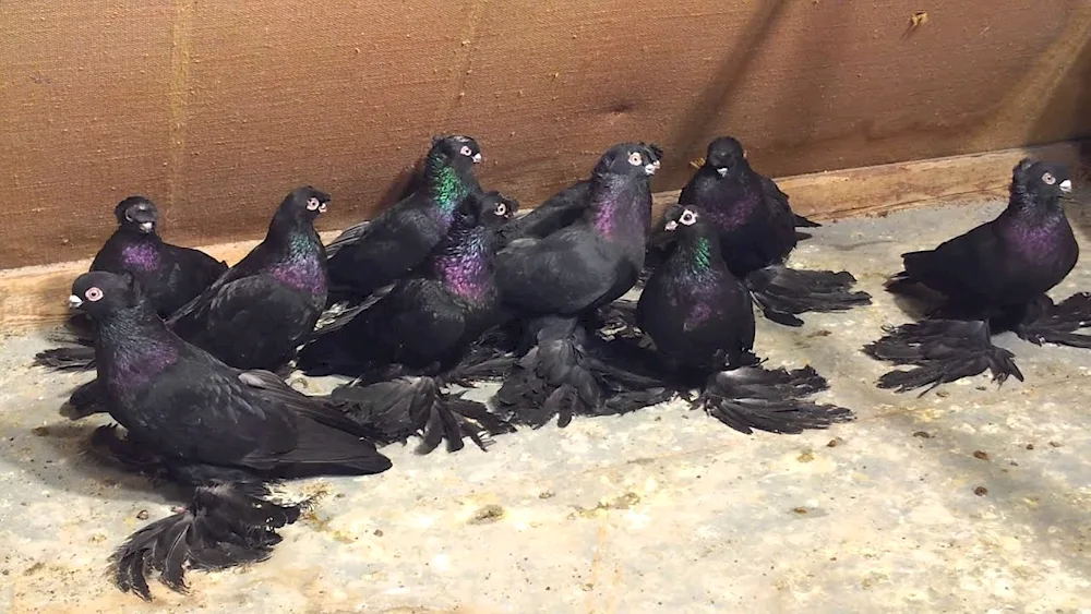 Berlin short-billed Thurman pigeons