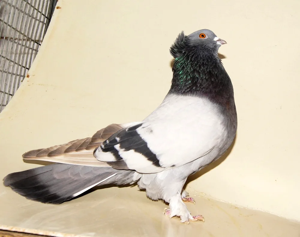 Bakin's fighting pigeons in Baku black-tailed