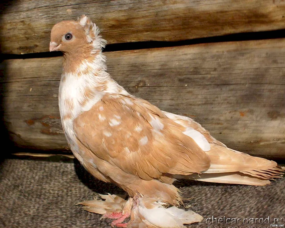 Red-tailed fighting pigeons