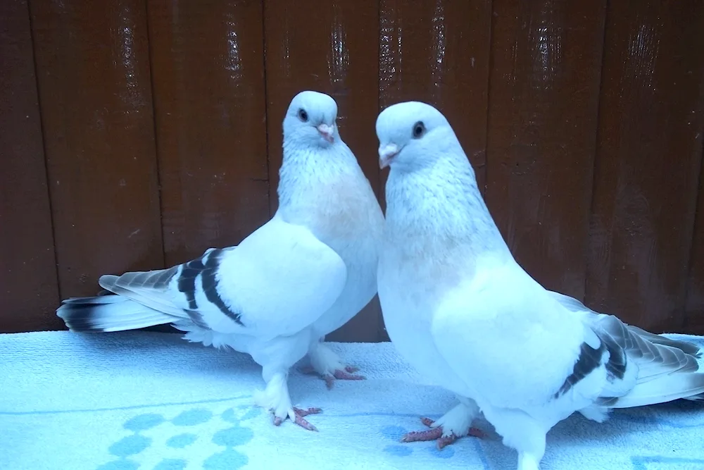 Turkish Takla