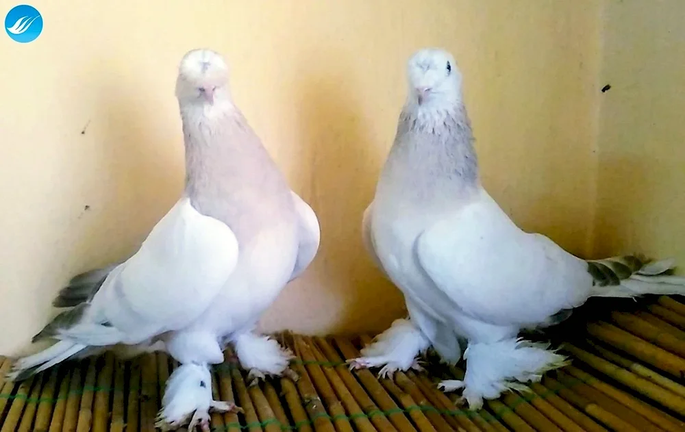Turkish Takla