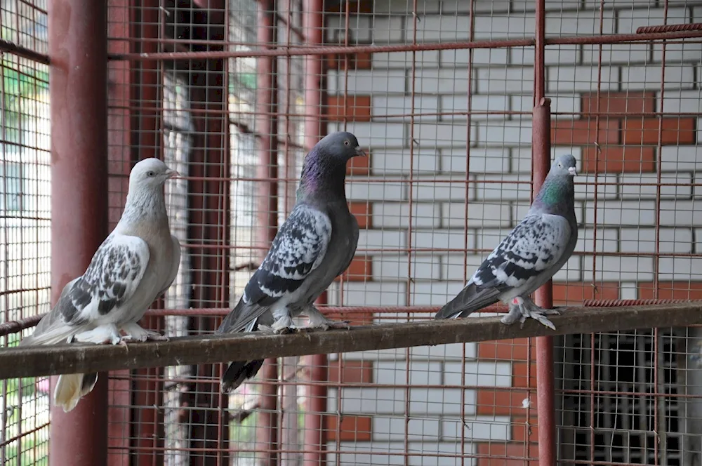 Slaughter pigeons Turkish Takla