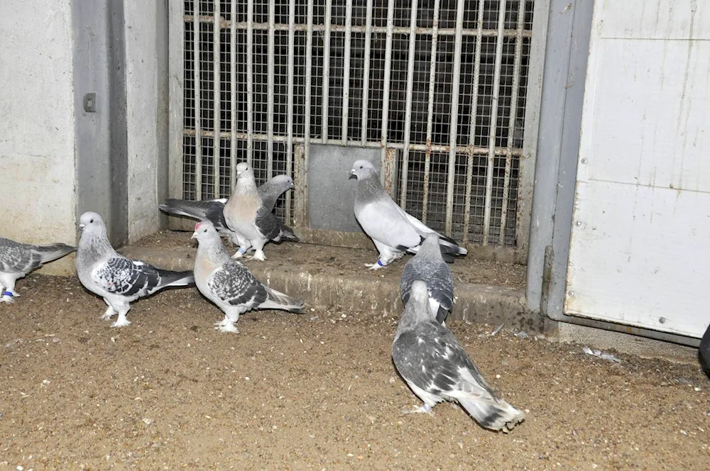 Turkish Takla pigeon picture