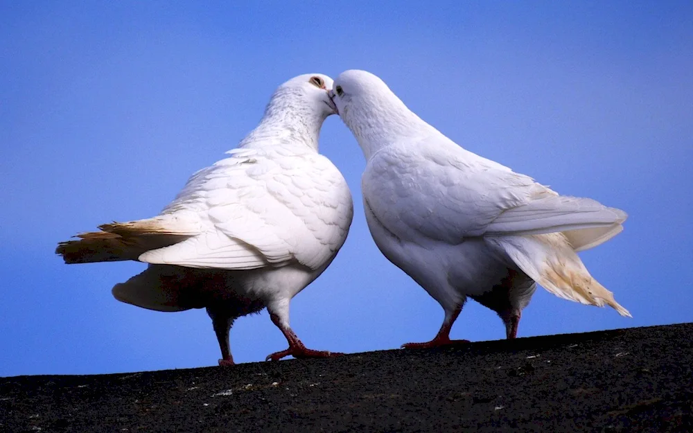 Pigeons in love