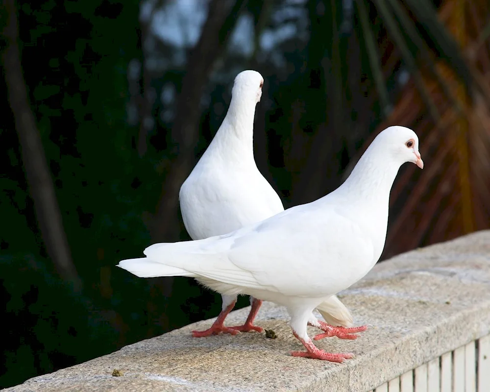 Pigeons White Dove