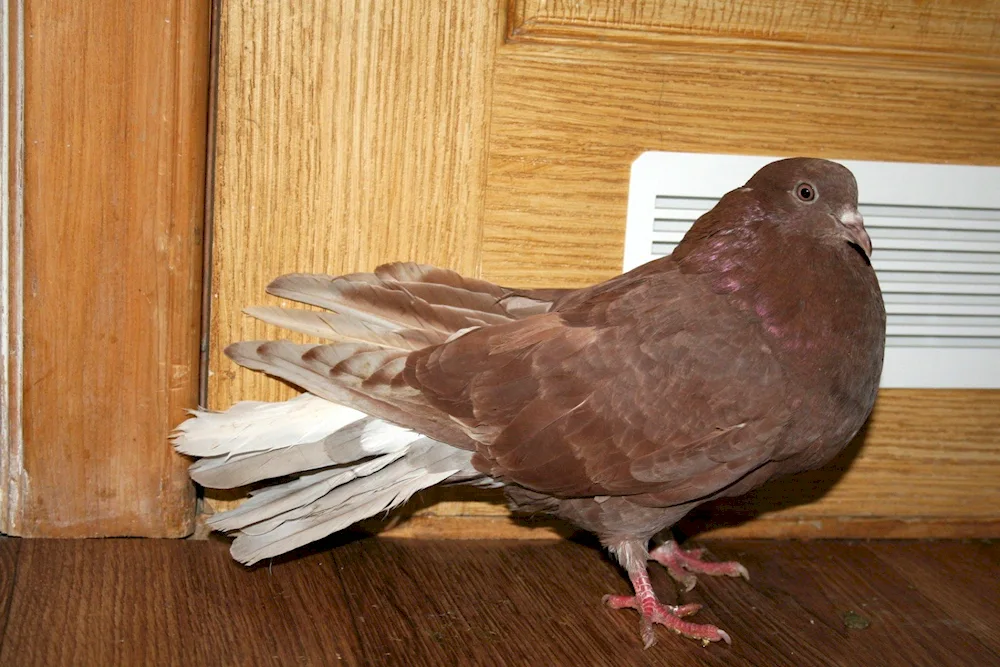 Red white-tailed Nikolayevsky pigeons