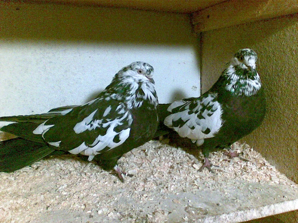 Mury Nikolayevskie pigeons