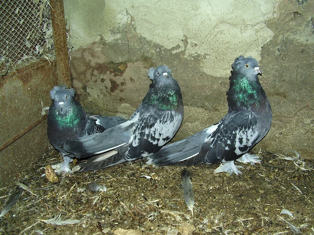 High-flying Nikolayevsky pigeons