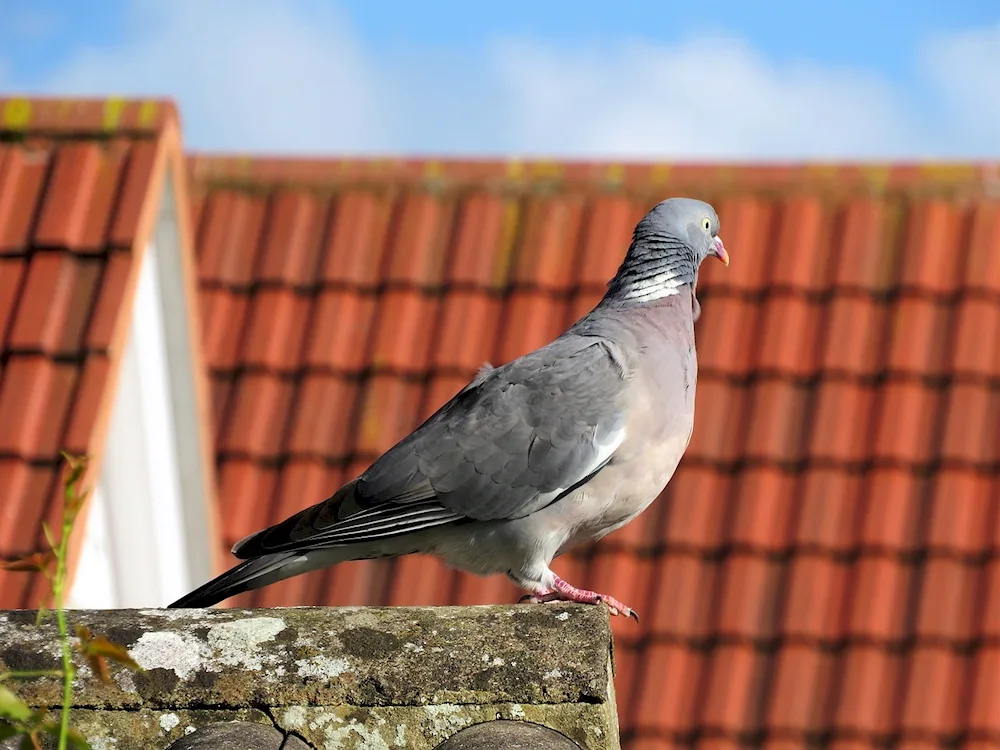 Wild PigeonMounted Dove