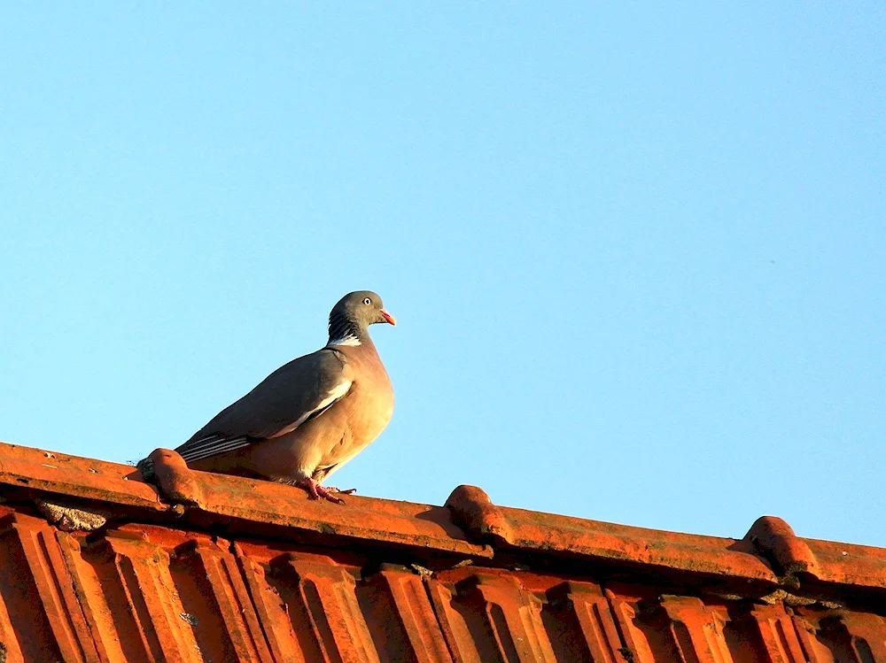 Bukhara fighting pigeons