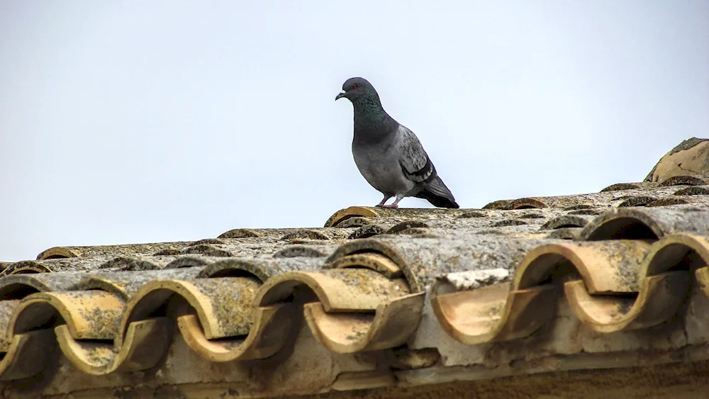 Border pigeon