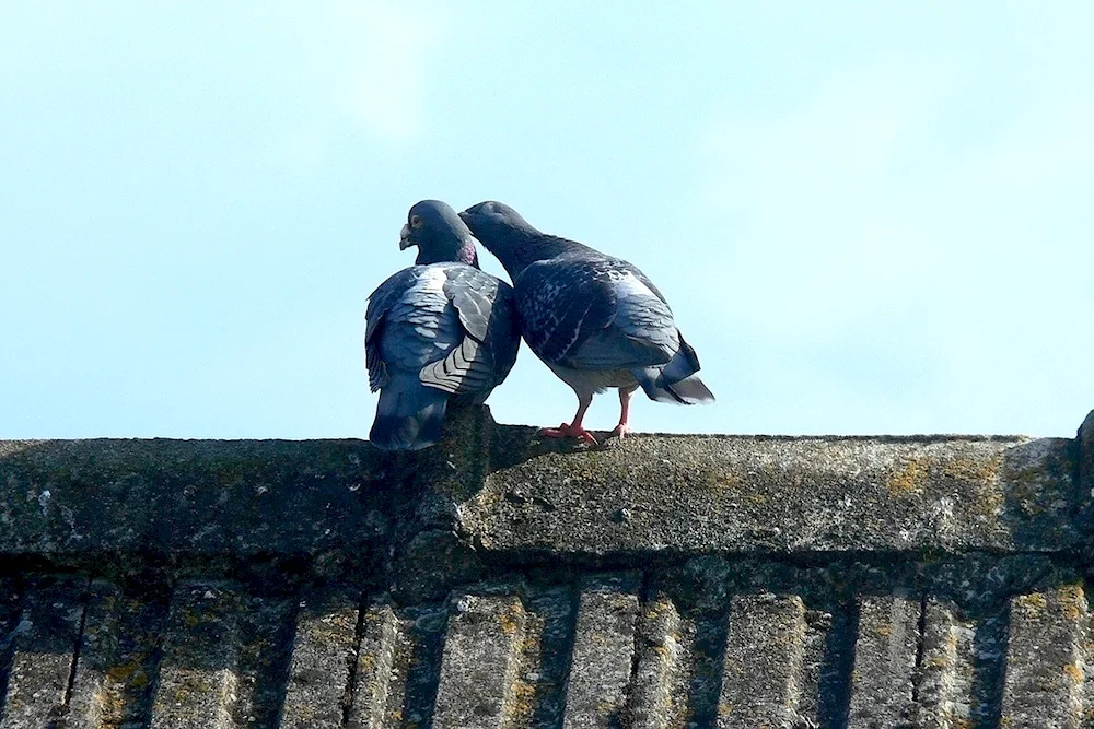 Pigeons cooing