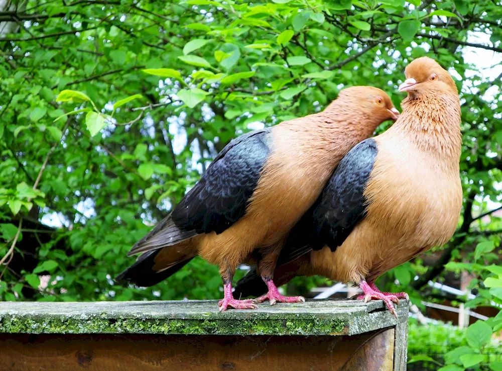 Beautiful Doves