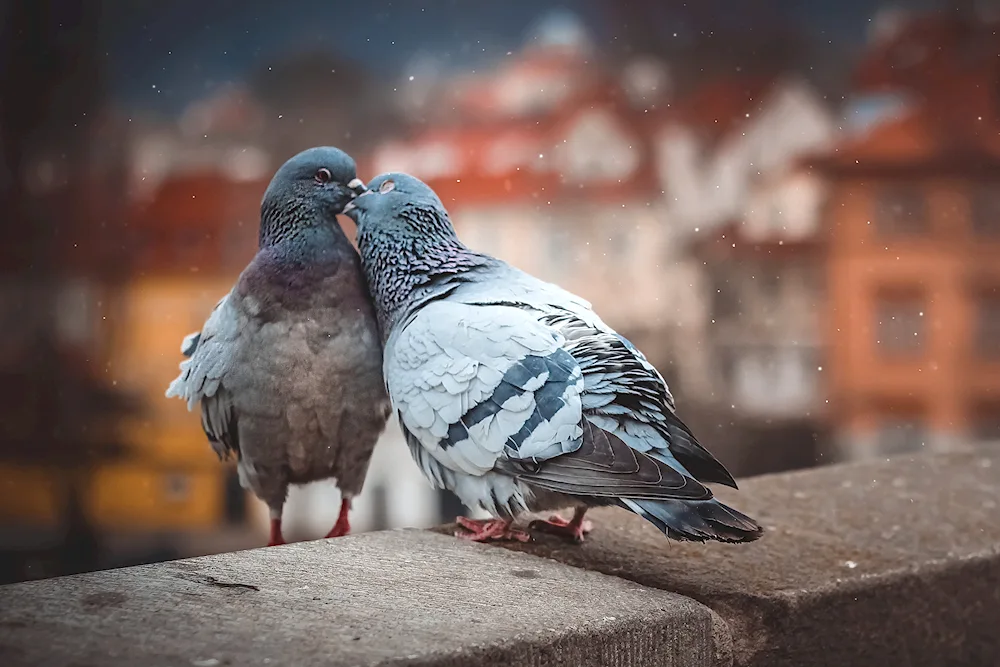 Cockatoo pigeons