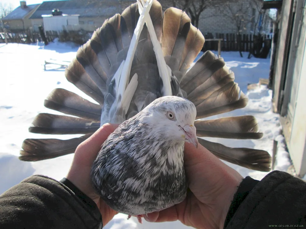 Nikolayevsky pigeons