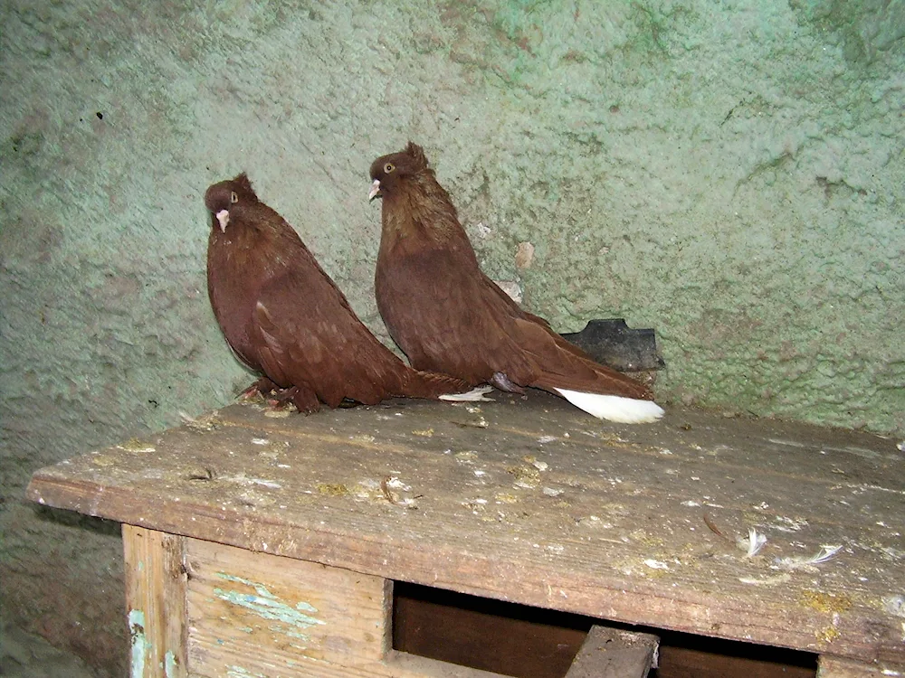 Nikolayevsky pigeons white-tailed