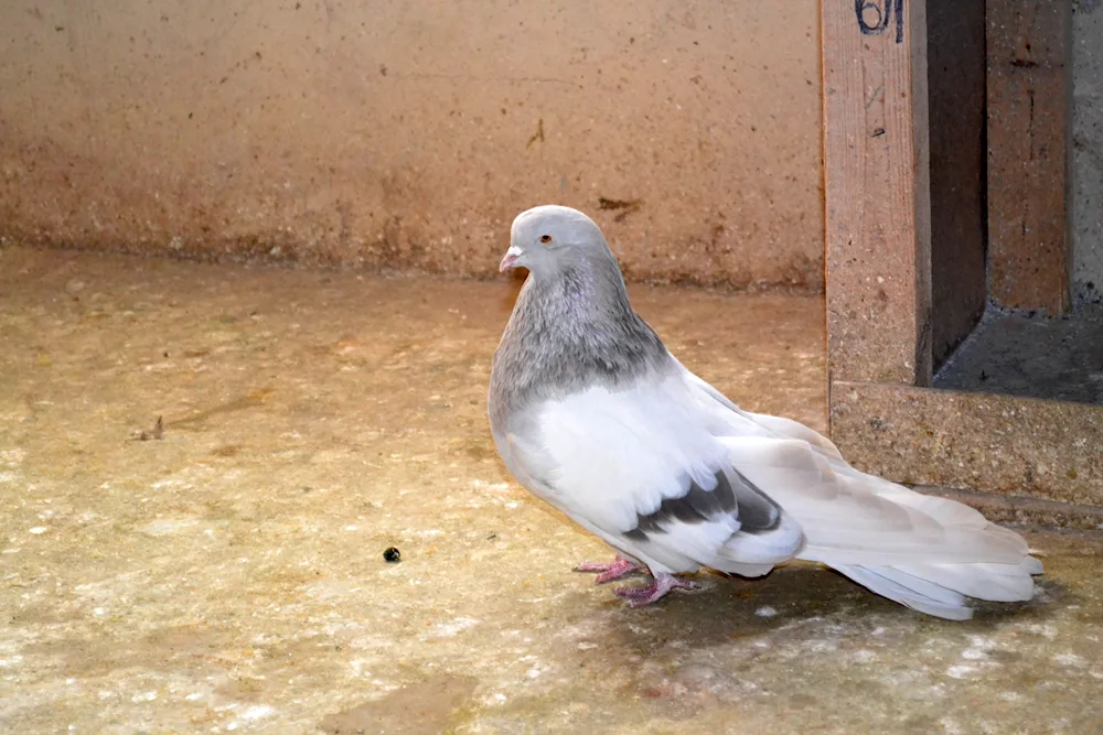 Nikolaevskie pigeons white-tailed pigeons