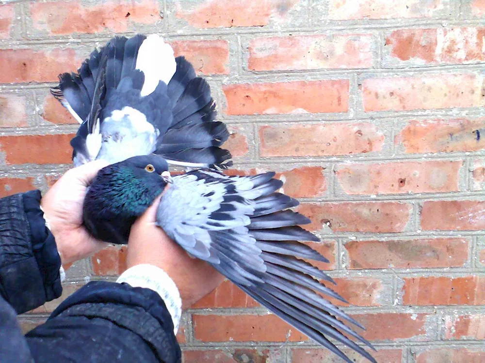 Nikolayevsky end-facing high-flying pigeons