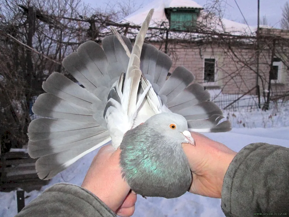 Yellow-brown Nikolayevsky pigeons pigeons