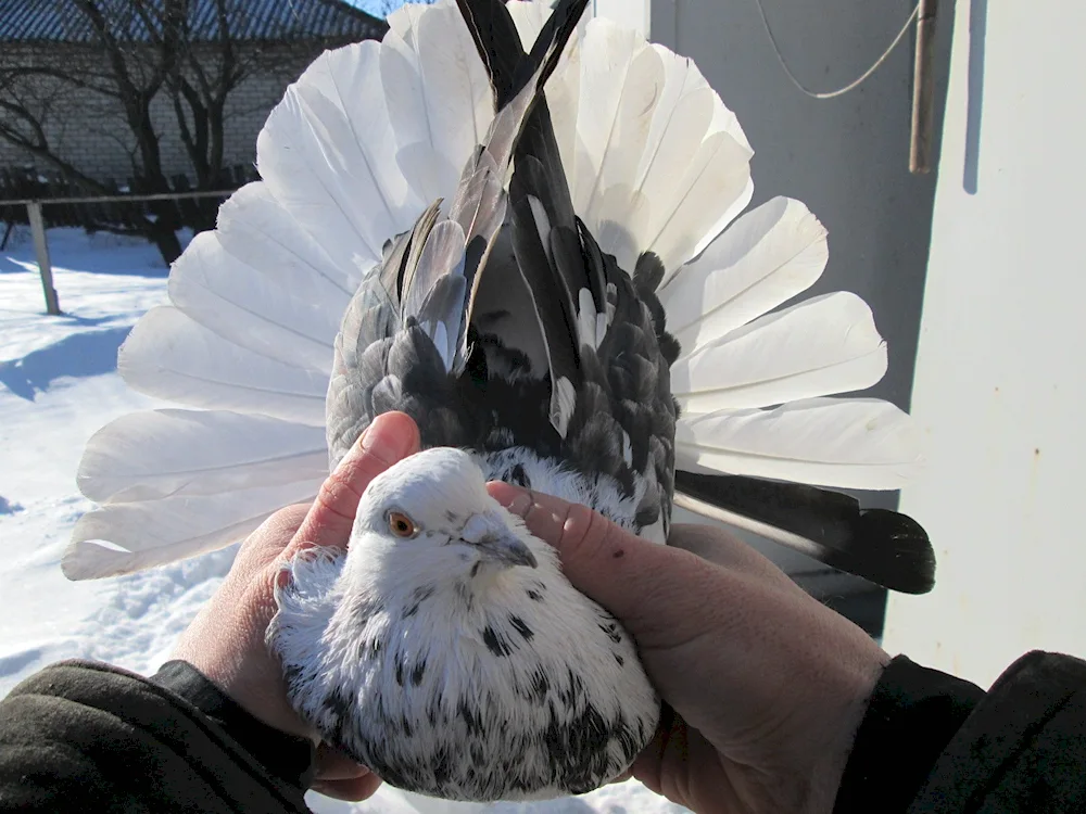 Mury Nikolayevsky pigeons