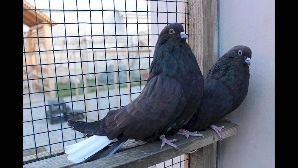 Nikolayevsky high-flying pigeons