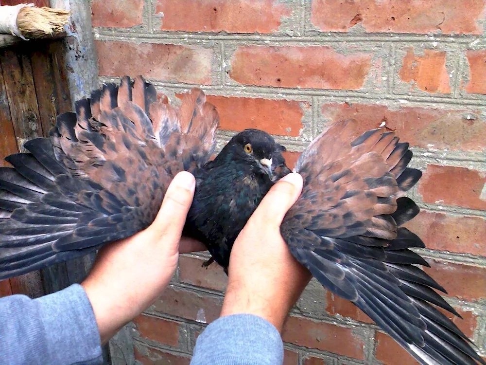 High-flying pigeons of Russia