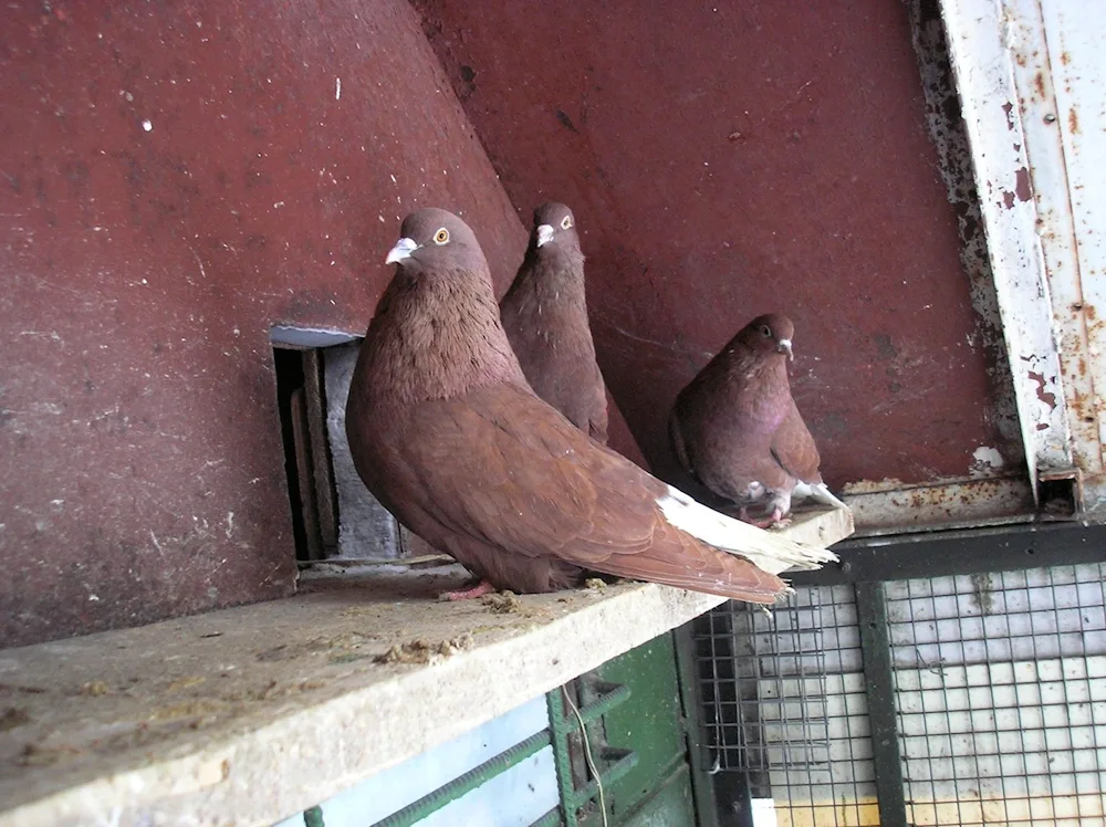 Mury Nikolayevsky pigeon