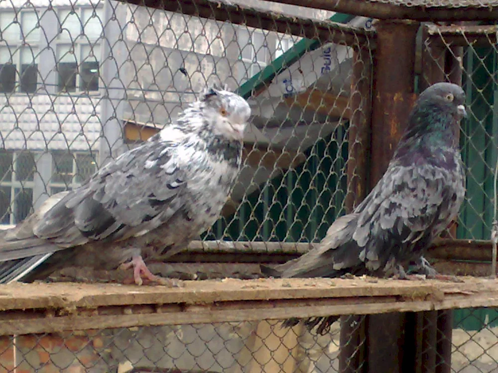 Nikolaevsky end-facing Nikolayevsky pigeons high-flying