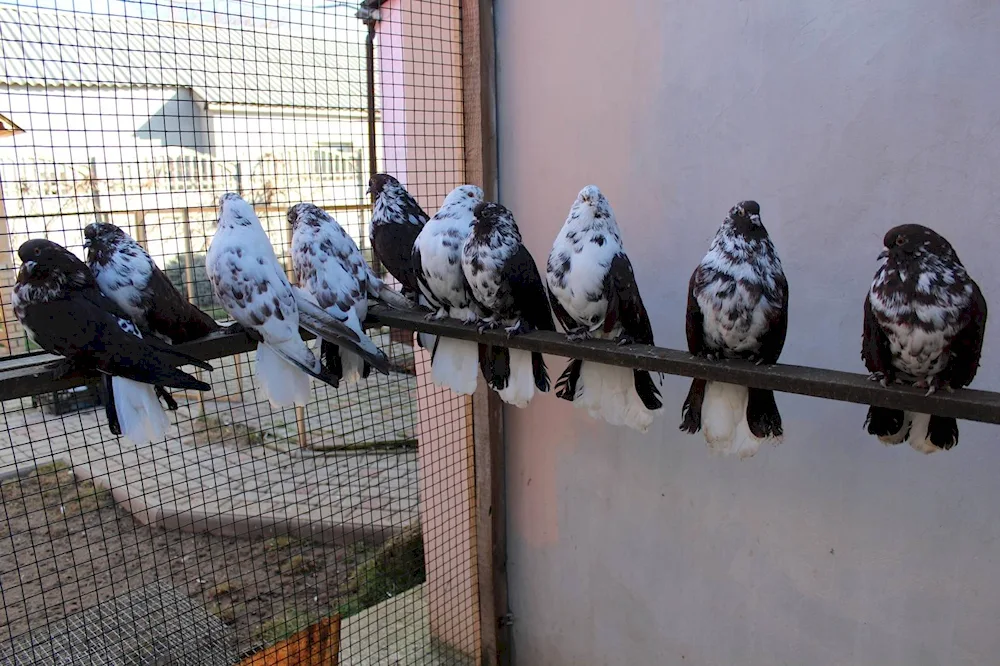 High-flying Nikolayevsky pigeons