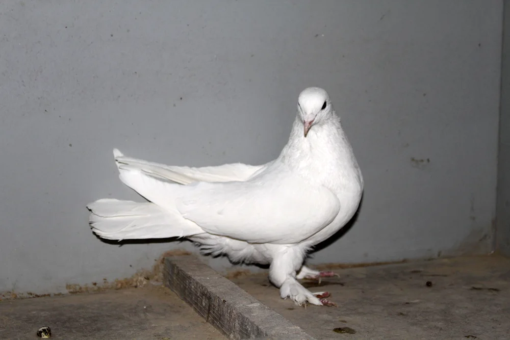 Turkish Takla fighting pigeons