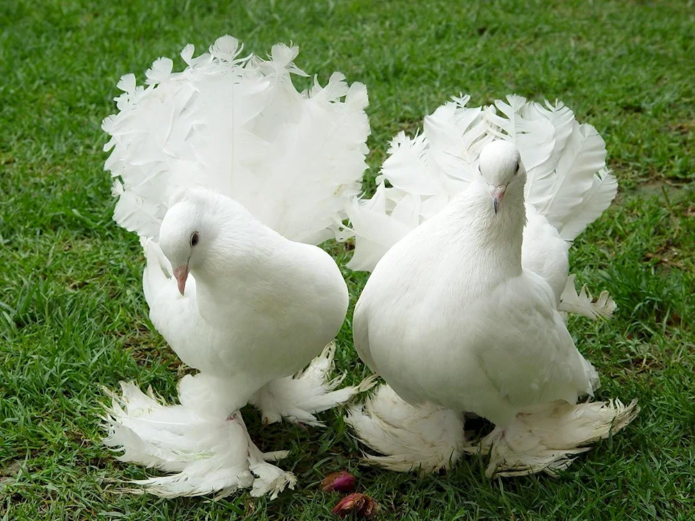 Albino pigeon