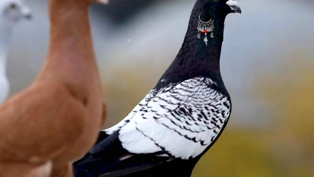 Turkish Takla fighting pigeons