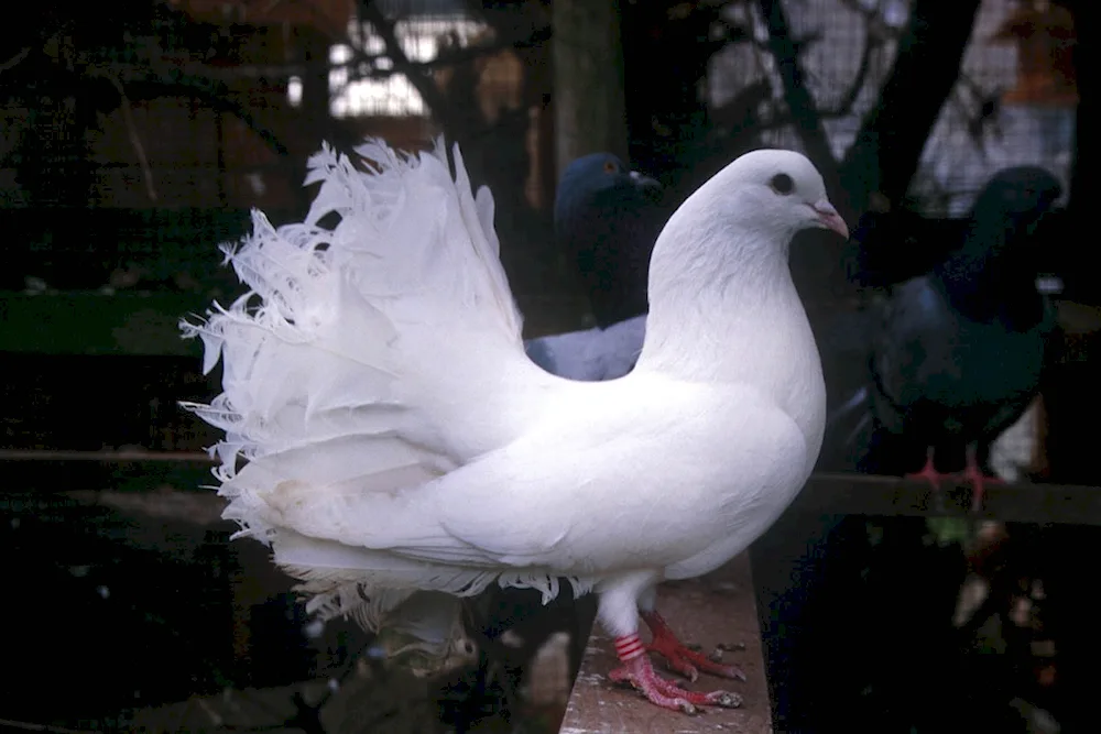 Bohemian Cosmonauga pigeons