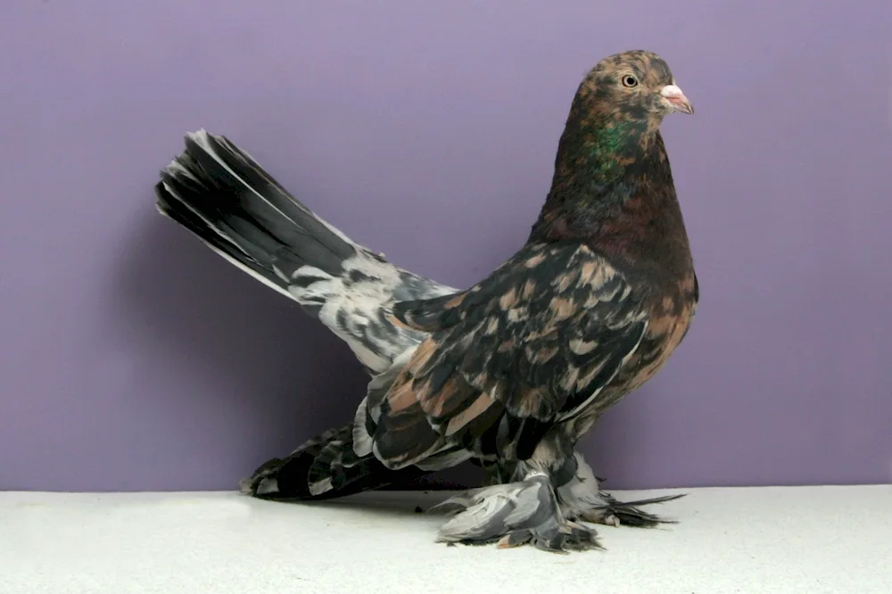 Bohemian Cosmonaean pigeon